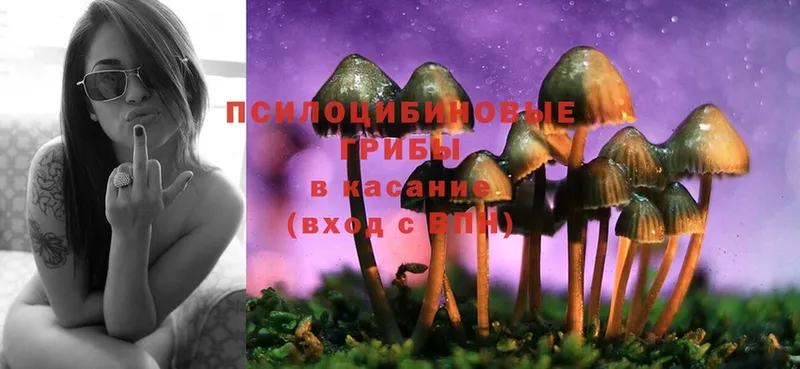 Псилоцибиновые грибы Cubensis  Ленинск 